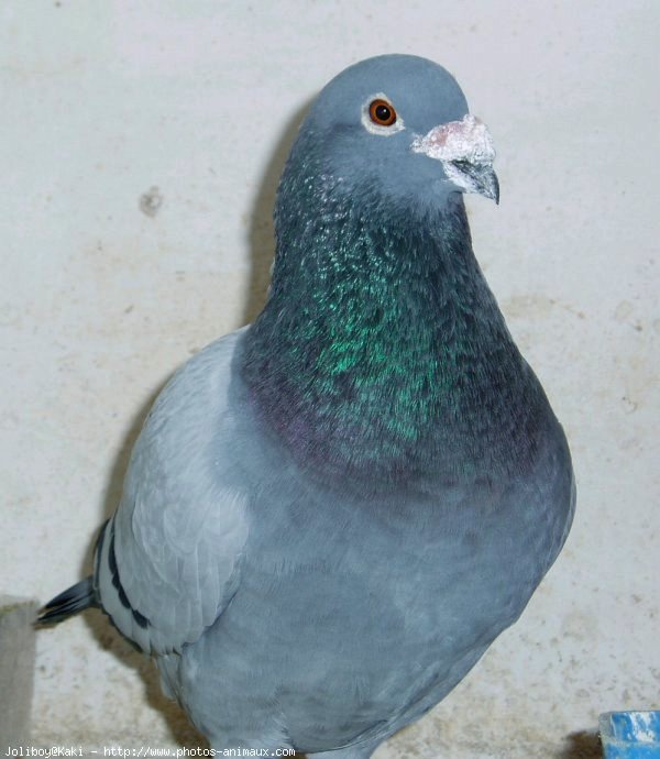 Photo de Pigeon