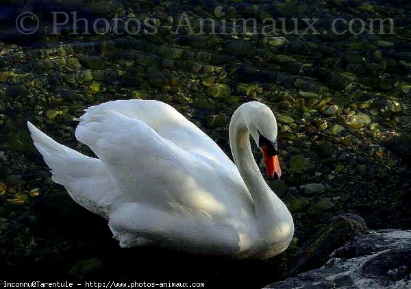 Photo de Cygne