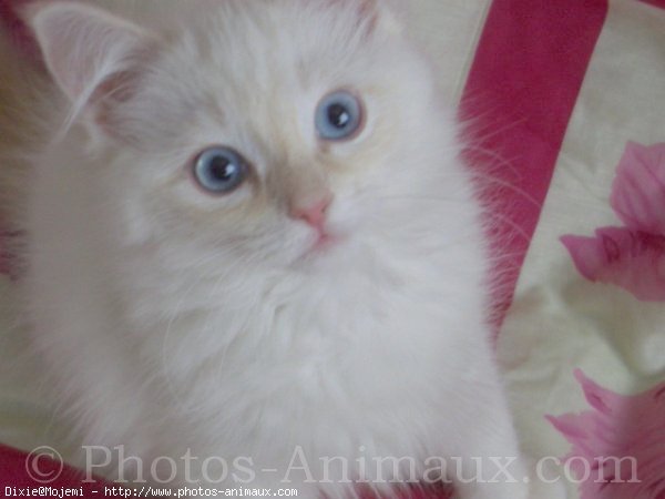 Photo de Ragdoll