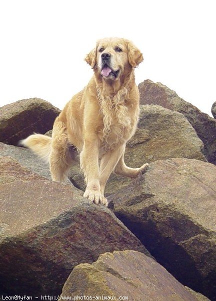 Photo de Golden retriever