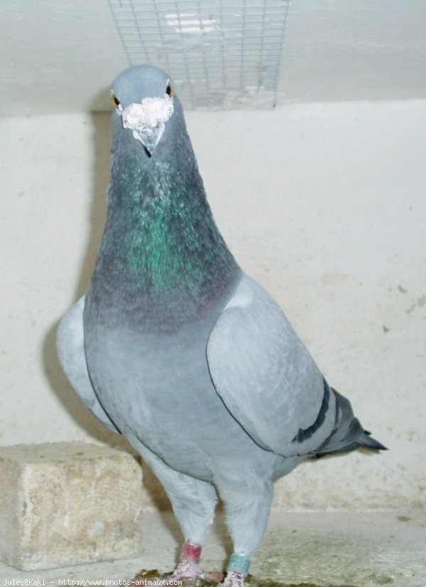 Photo de Pigeon