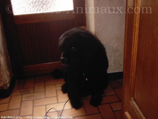 Photo de Chien de terre-neuve