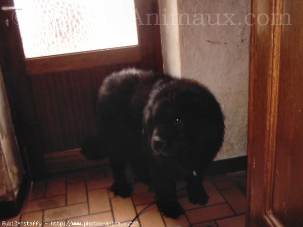 Photo de Chien de terre-neuve