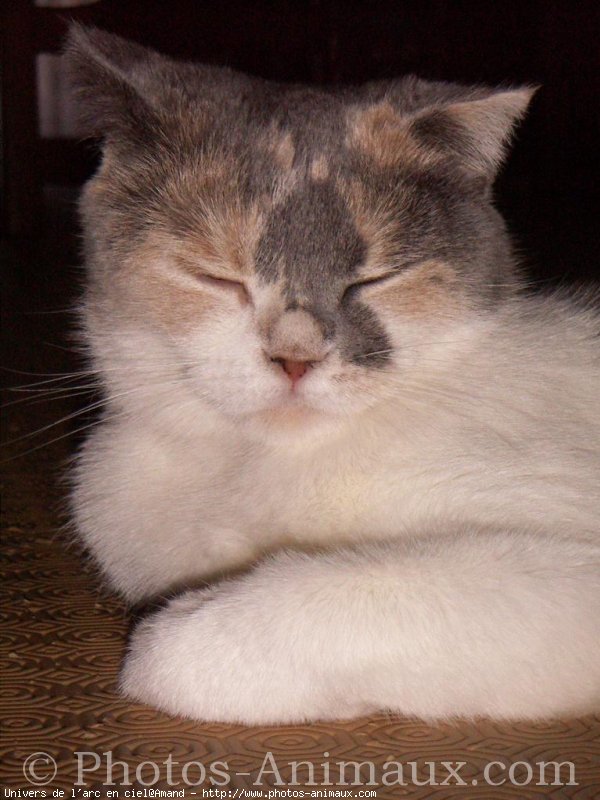 Photo de Scottish fold