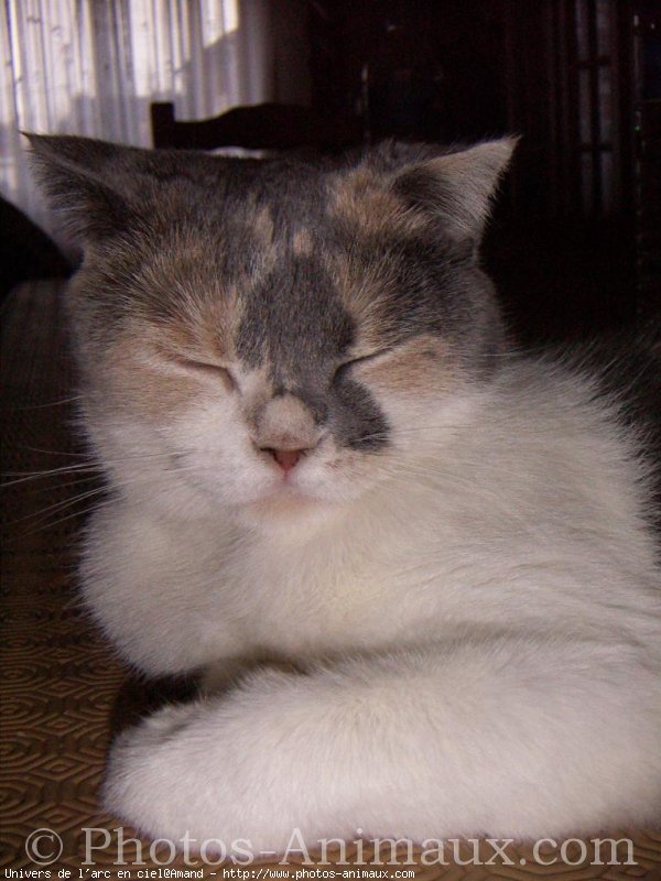 Photo de Scottish fold