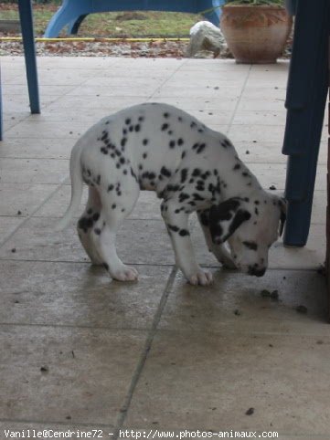 Photo de Dalmatien