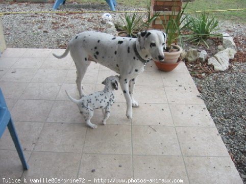 Photo de Dalmatien