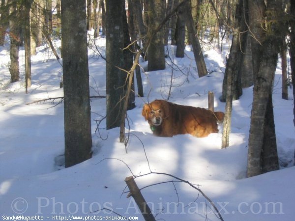 Photo de Golden retriever