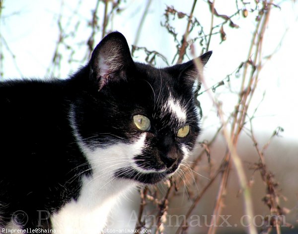 Photo de Chat domestique