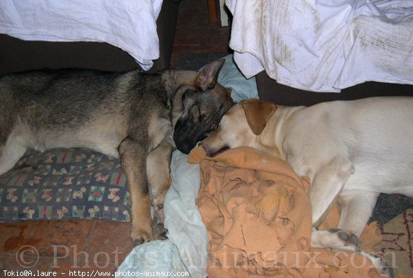 Photo de Labrador retriever