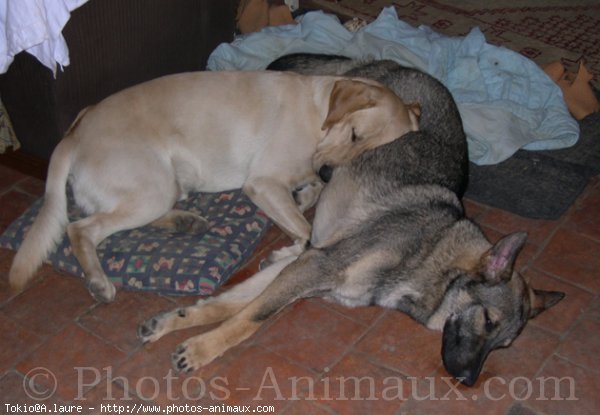 Photo de Labrador retriever