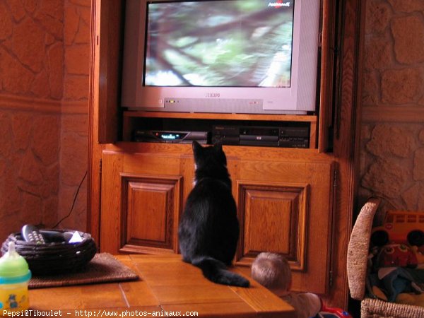 Photo de Chat domestique