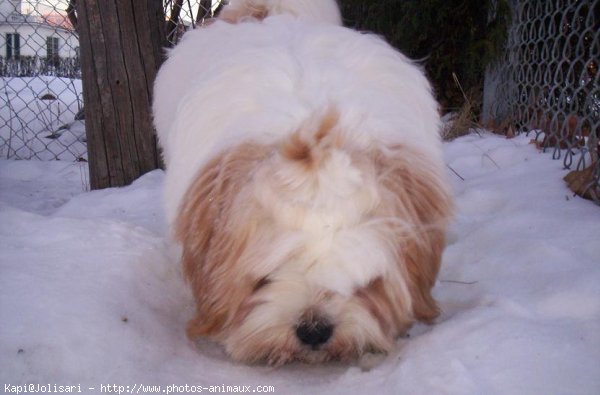 Photo de Lhassa apso