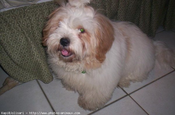 Photo de Lhassa apso