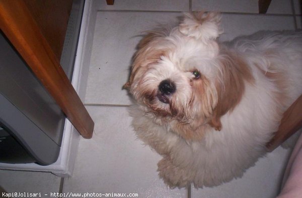 Photo de Lhassa apso