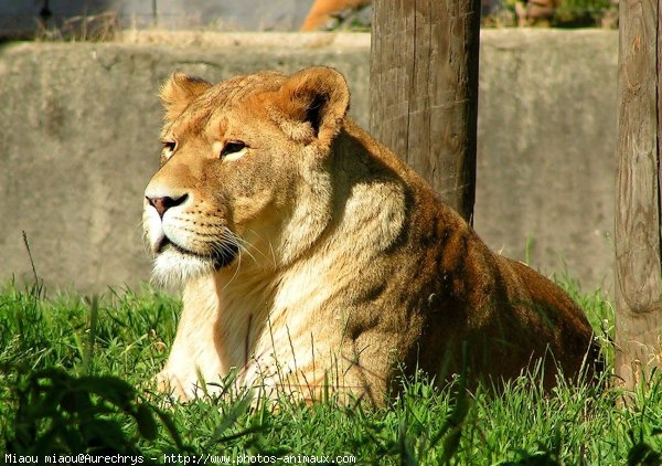 Photo de Lion