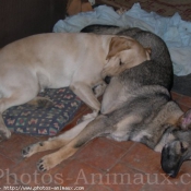 Photo de Labrador retriever