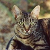 Photo de Chat domestique