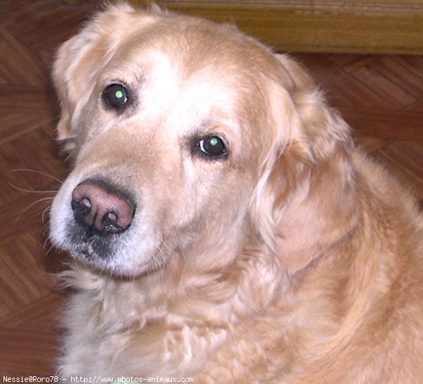 Photo de Golden retriever