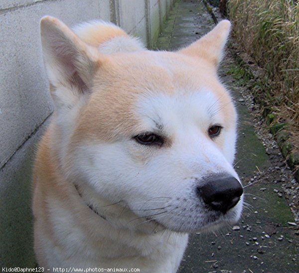 Photo d'Akita inu