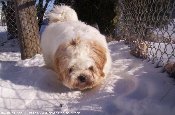 Photo de Lhassa apso