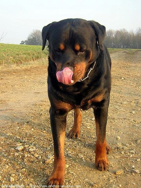 Photo de Rottweiler