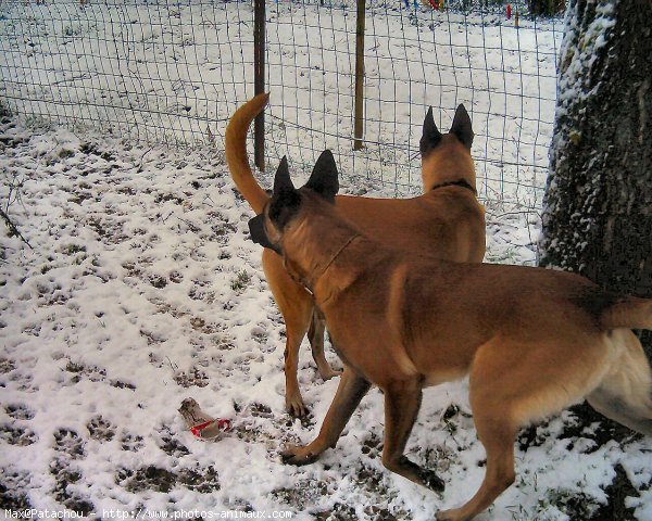 Photo de Berger belge malinois