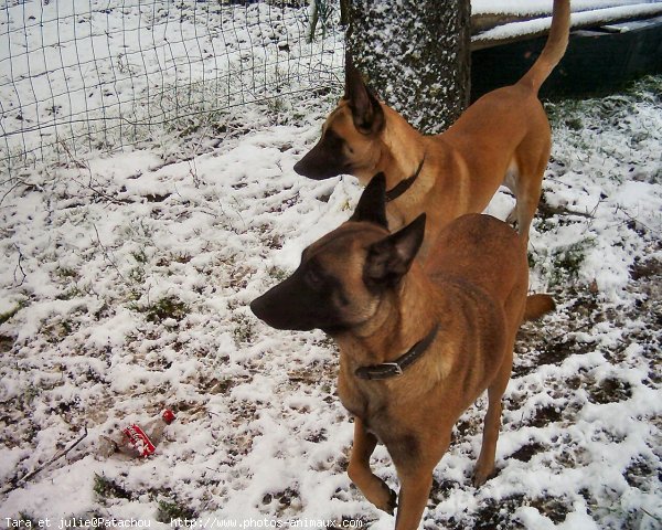 Photo de Berger belge malinois