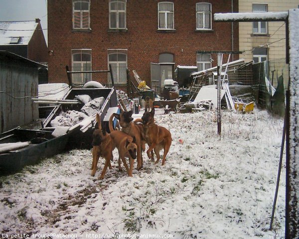 Photo de Berger belge malinois