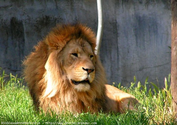 Photo de Lion