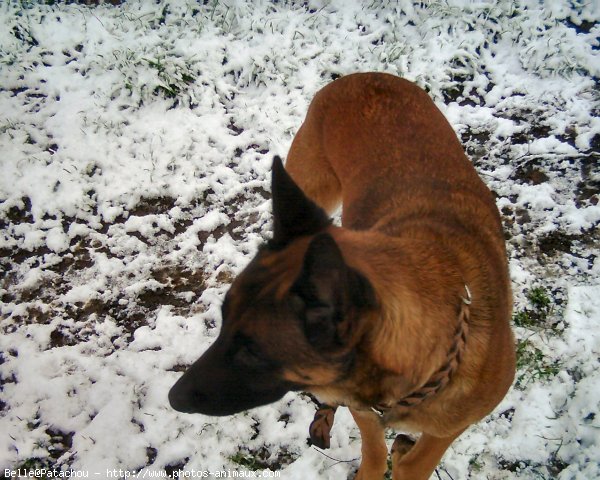 Photo de Berger belge malinois