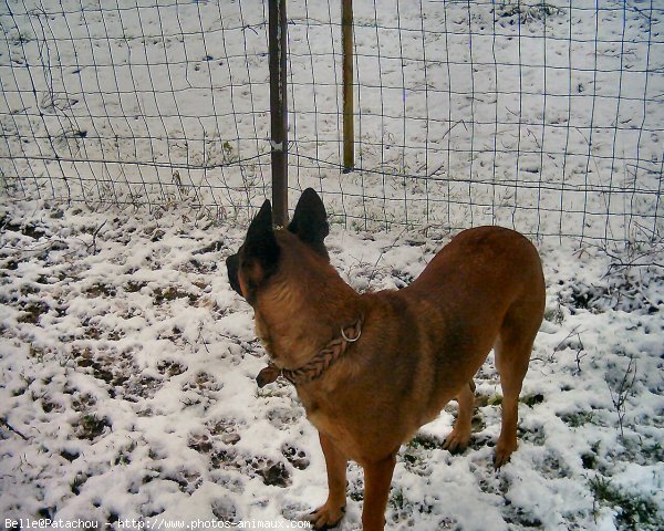 Photo de Berger belge malinois