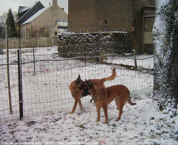 Photo de Berger belge malinois