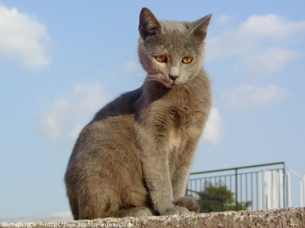 Photo de Chat domestique