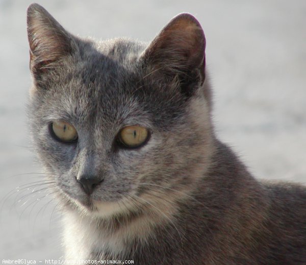 Photo de Chat domestique