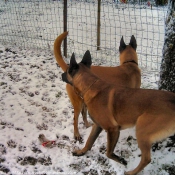 Photo de Berger belge malinois