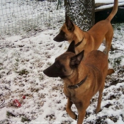 Photo de Berger belge malinois