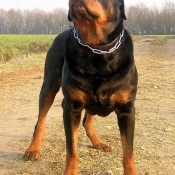 Photo de Rottweiler