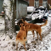 Photo de Berger belge malinois