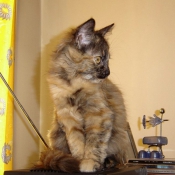 Photo de Maine coon