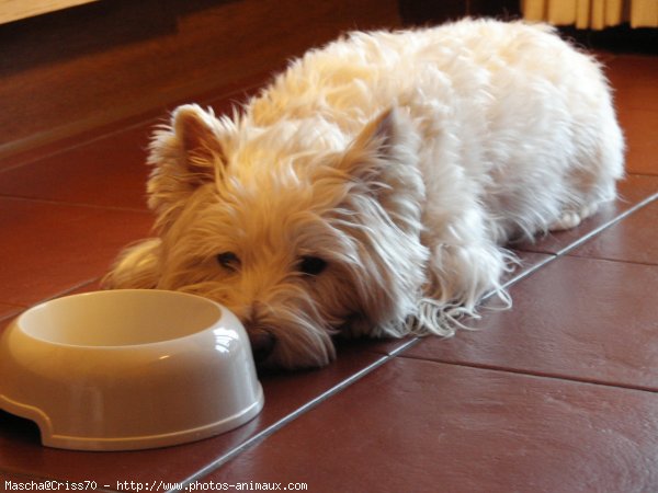 Photo de West highland white terrier