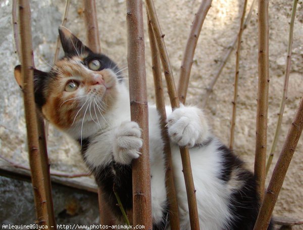 Photo de Chat domestique