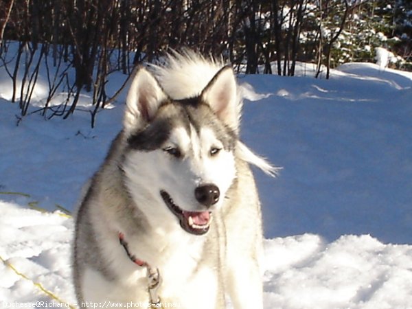 Photo de Husky siberien