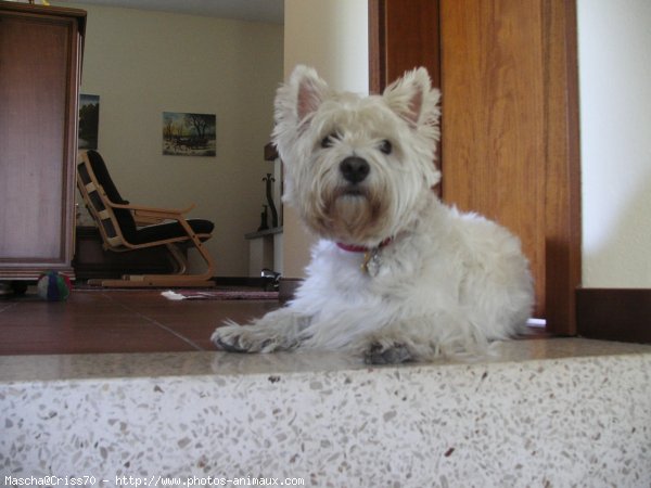 Photo de West highland white terrier