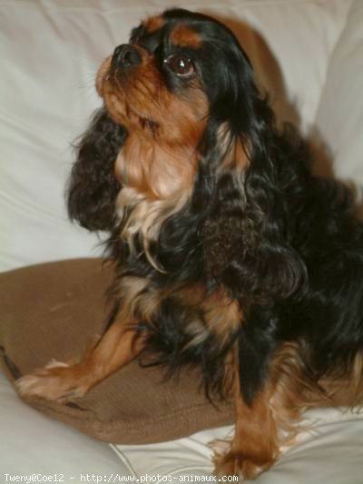 Photo de Cavalier king charles spaniel