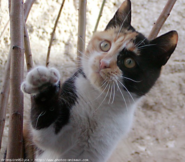 Photo de Chat domestique