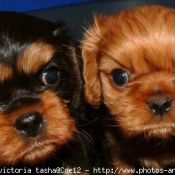 Photo de Cavalier king charles spaniel