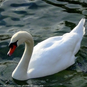 Photo de Cygne