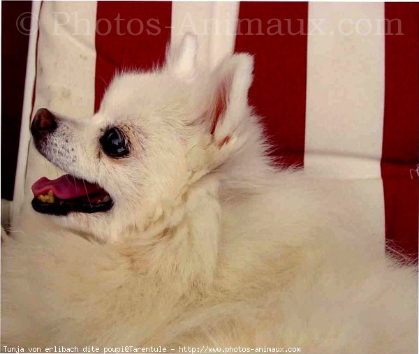 Photo de Spitz moyen