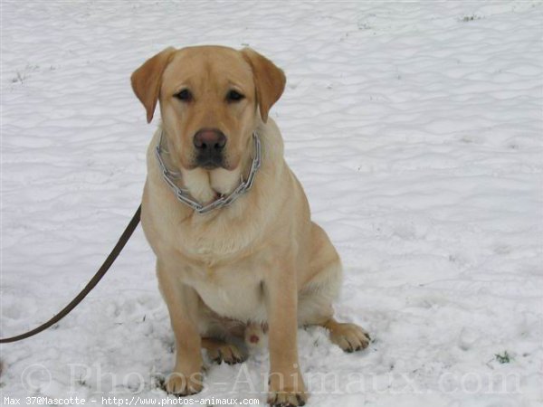 Photo de Labrador retriever